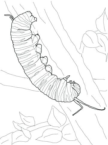 360x480 Very Hungry Caterpillar Coloring Pictures Pages Colouring Of Free