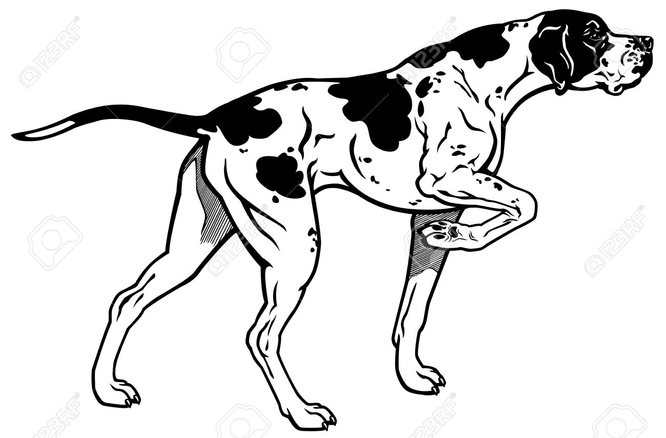 1300x854 English Pointer Hunting Dog, Side View, Black And White