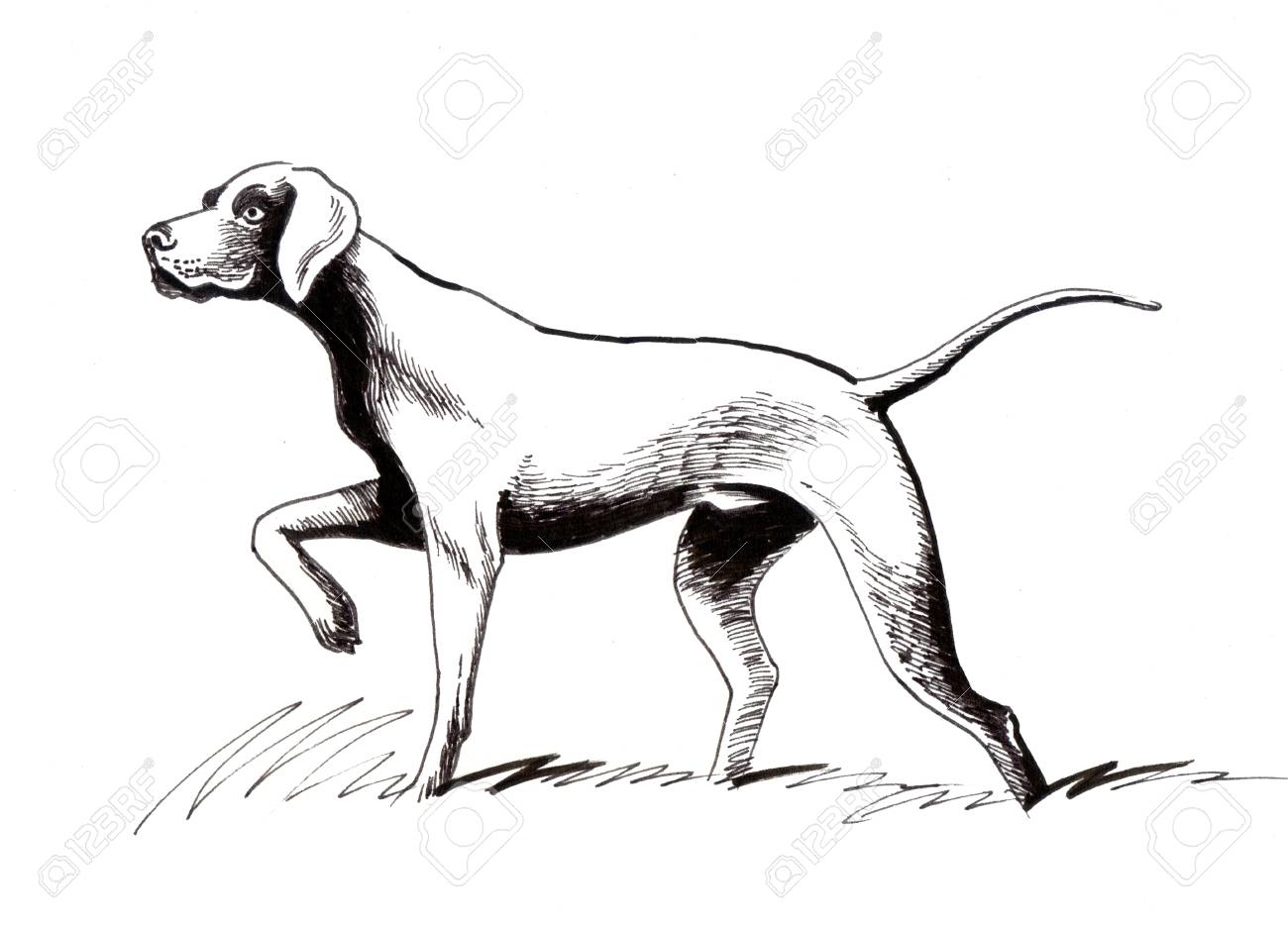 1300x935 Hunting Dog. Ink Illustration Stock Photo, Picture And Royalty