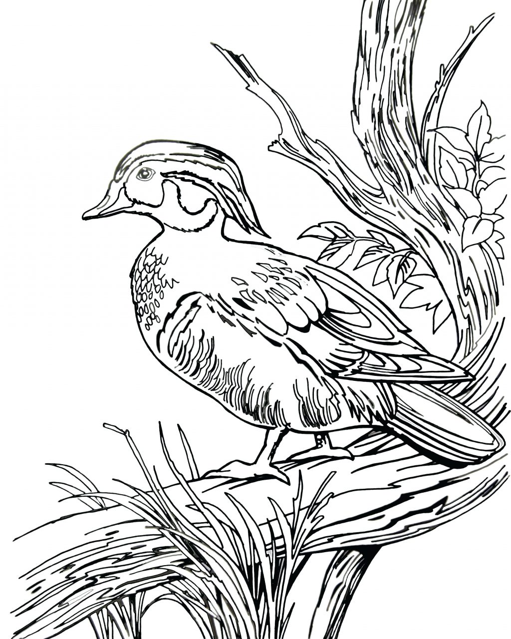 1024x1280 Coloring Pages ~ Hunting Coloring Pages Stunning Duck With And Dog