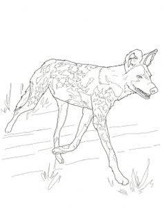 236x315 African Wild Dog Or Painted Hunting Dog Animal Colouring Pages
