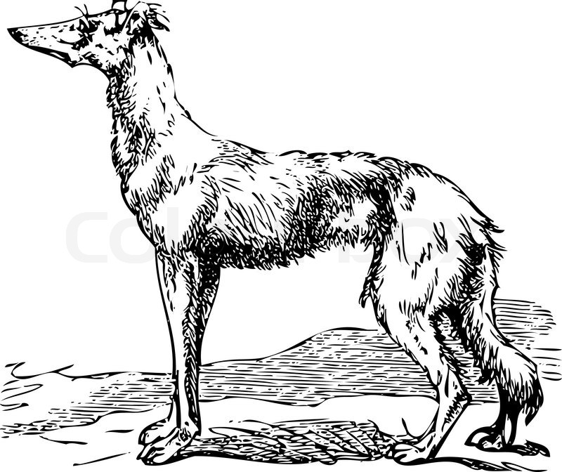 800x672 Old Engraving Of A Saluki Or Borzoi Dog, Which Are The Oldest