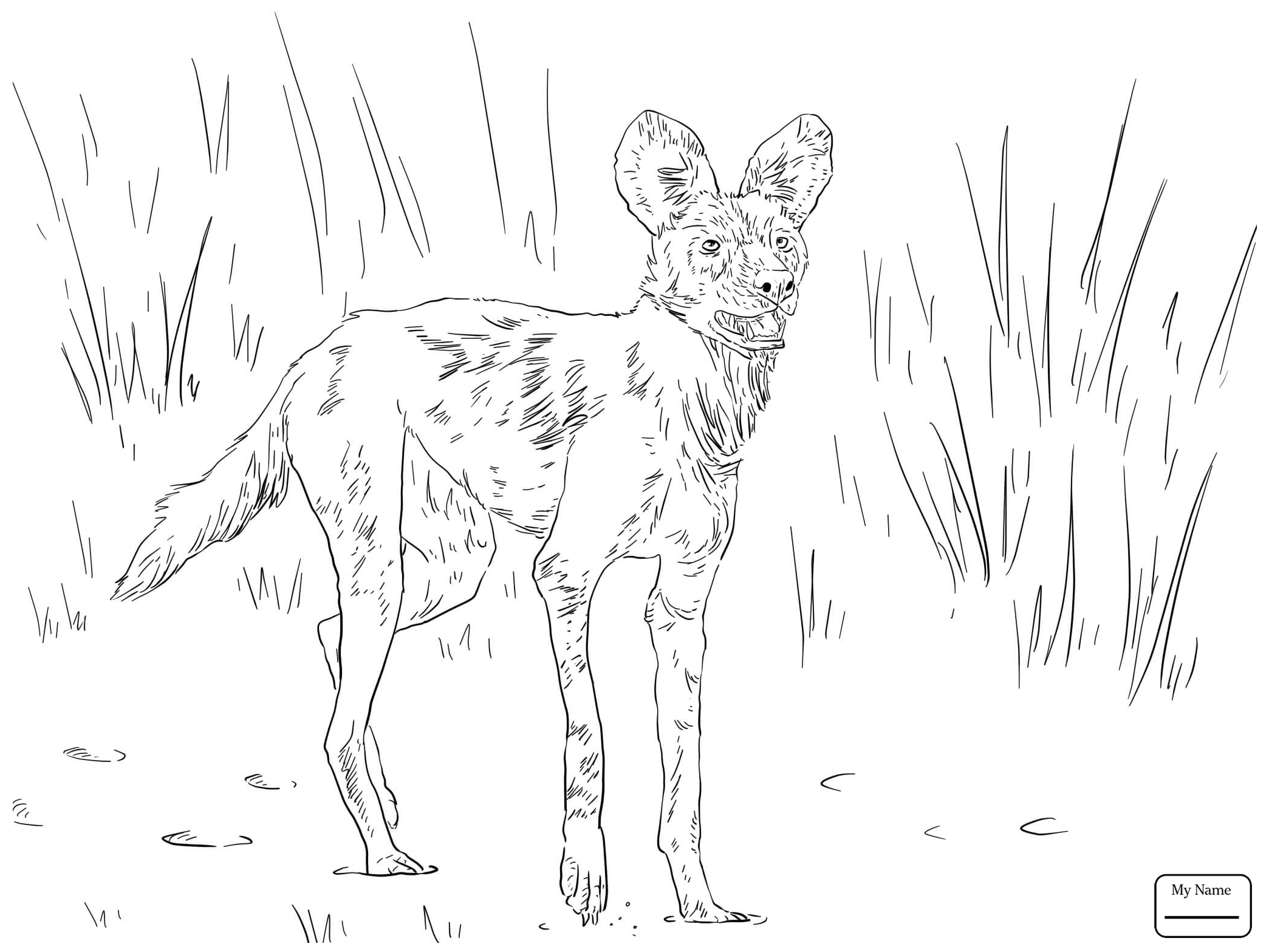 2089x1567 Mammals African Wild Dog Or Painted Hunting Dog Wild Dogs Coloring