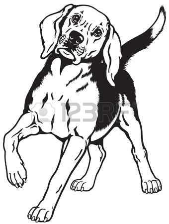 340x450 Beagle Hunting Hound Dog, Front View, Black And White Image