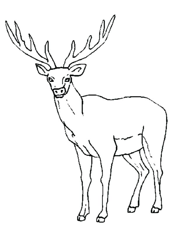 600x831 Elk Coloring Page Sheet Hunting Pages On Elk Coloring Page Drawing