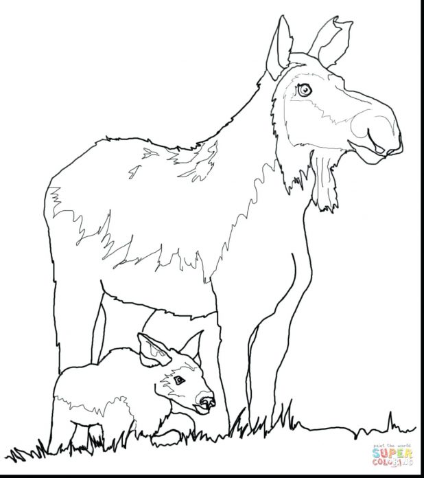 618x696 Fantastic Cow And Calf Coloring Pages With Moose Mariner Elk