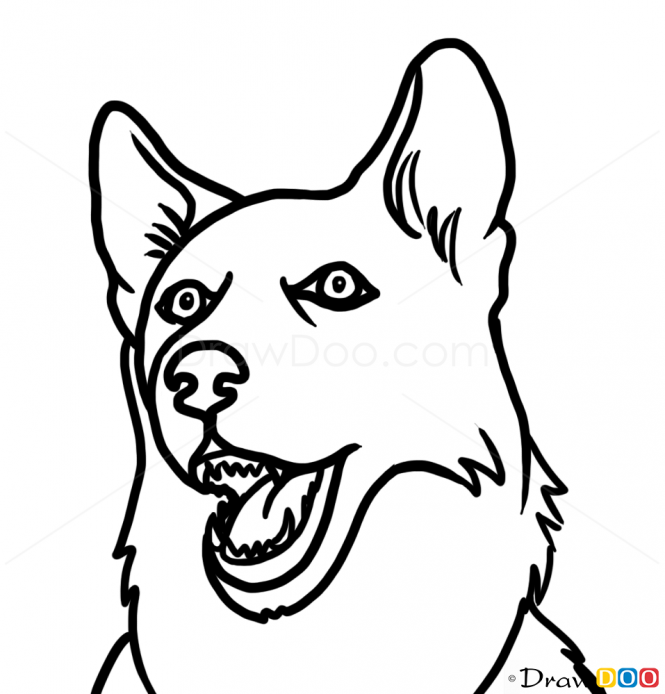 665x694 How To Draw Husky!! Step By Step Tutorials! How To Draw