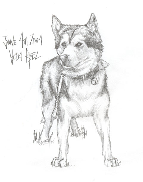 480x608 Husky Dog By Vickygeez