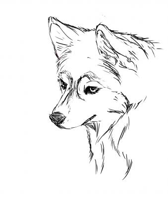 339x400 Husky Drawing Drawings Drawings, Sketches And Draw