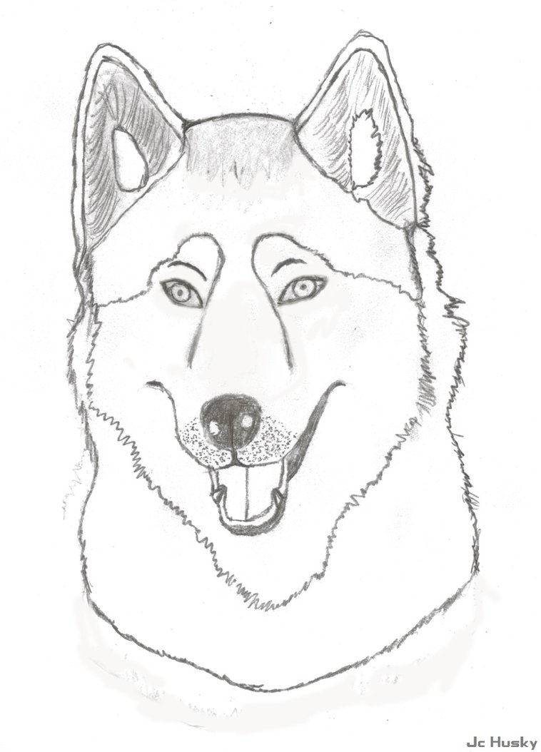 758x1054 Husky Sketch By Jchusky26