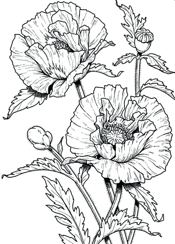 600x835 Poppy Coloring Book