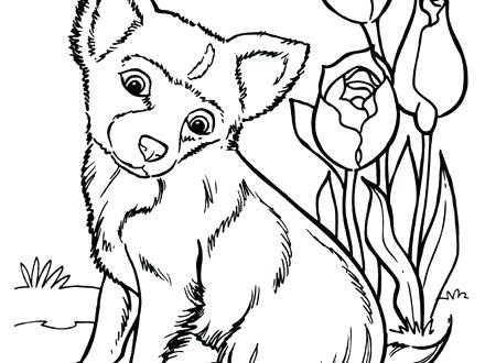 440x330 Top Rated Husky Coloring Pages Images Dogs Coloring Pages Dog
