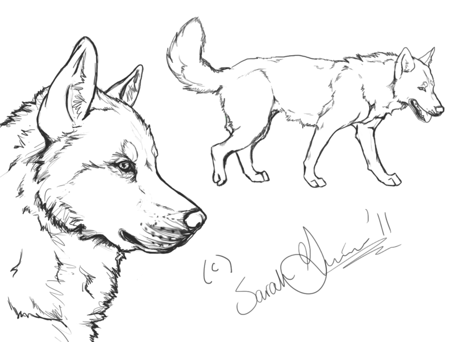 900x675 Husky Drawing Outlines Husky Coloring Pages To Print