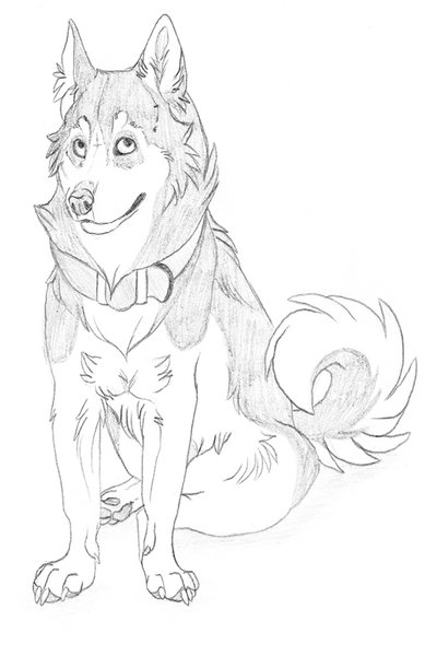 400x600 Husky Sketch By Nathalienova