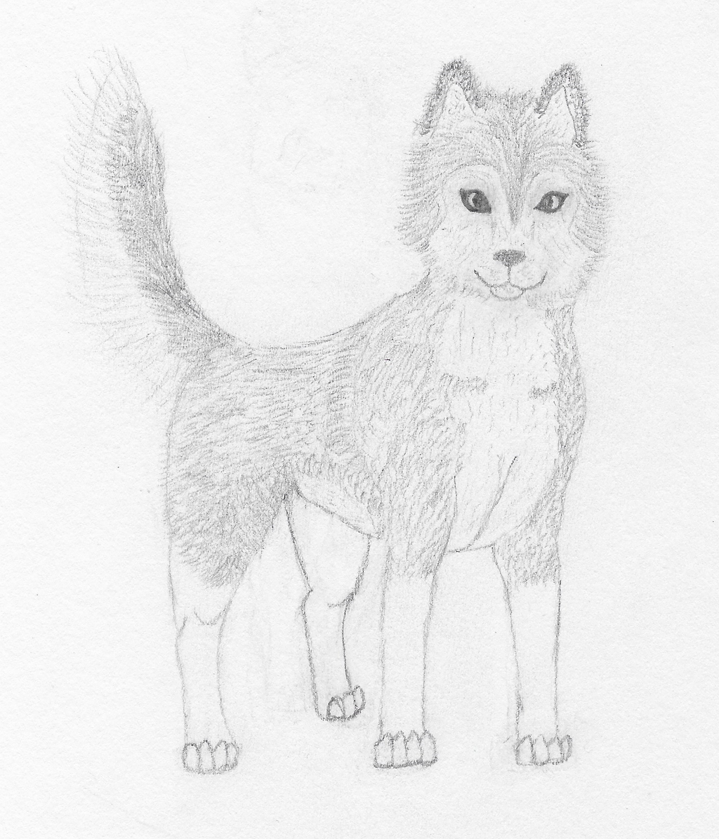 1024x1195 Siberian Husky Sketch By Webkinz762