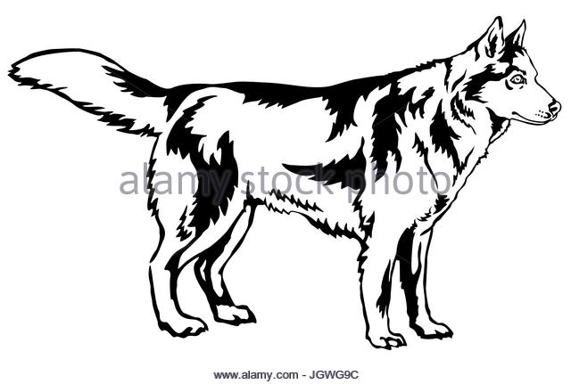 640x431 Siberian Husky Stock Vector Images
