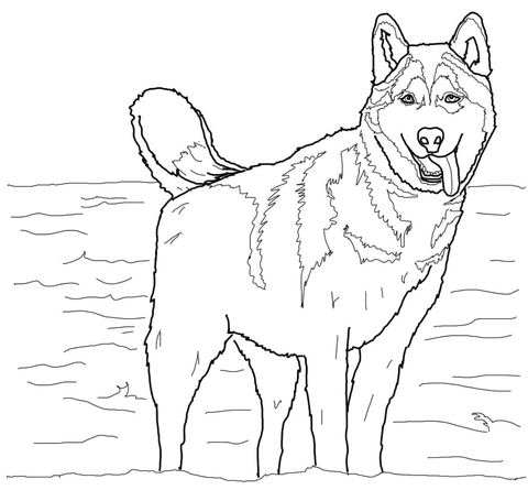 480x445 Siberian Husky Coloring Page Free Printable Coloring Pages