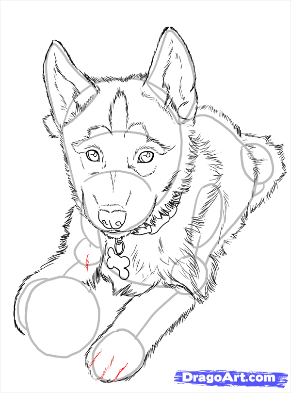 600x810 How To Draw Huskies, Draw A Husky Step 22 Drawings
