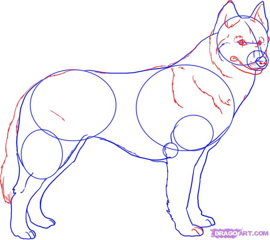 897x797 How To Draw A Husky, Step By Step, Pets, Animals, Free Online