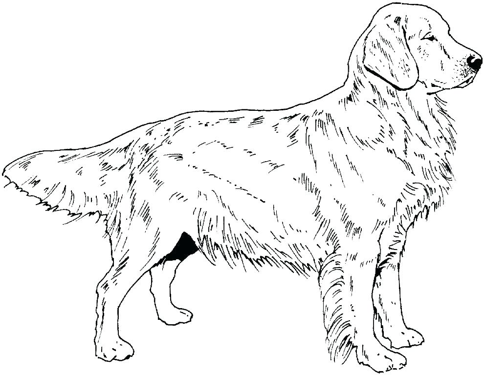 990x768 Husky Coloring Pictures Puppies Coloring Page Puppy Coloring Page
