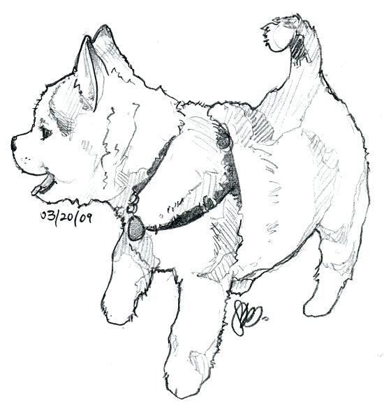 550x598 Husky Pictures To Color