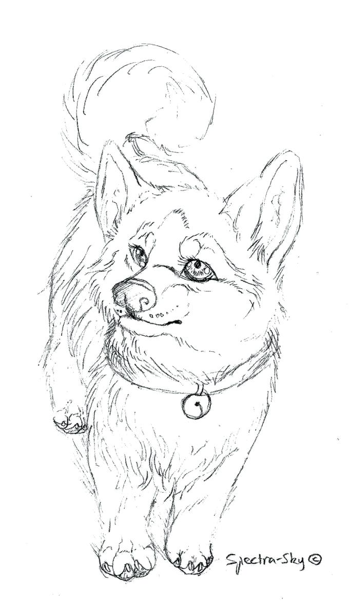 680x1176 Coloring Husky Coloring Pages
