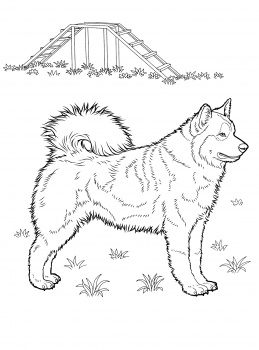 259x350 Dog Color Pages Printable Husky Coloring Page Super Coloring