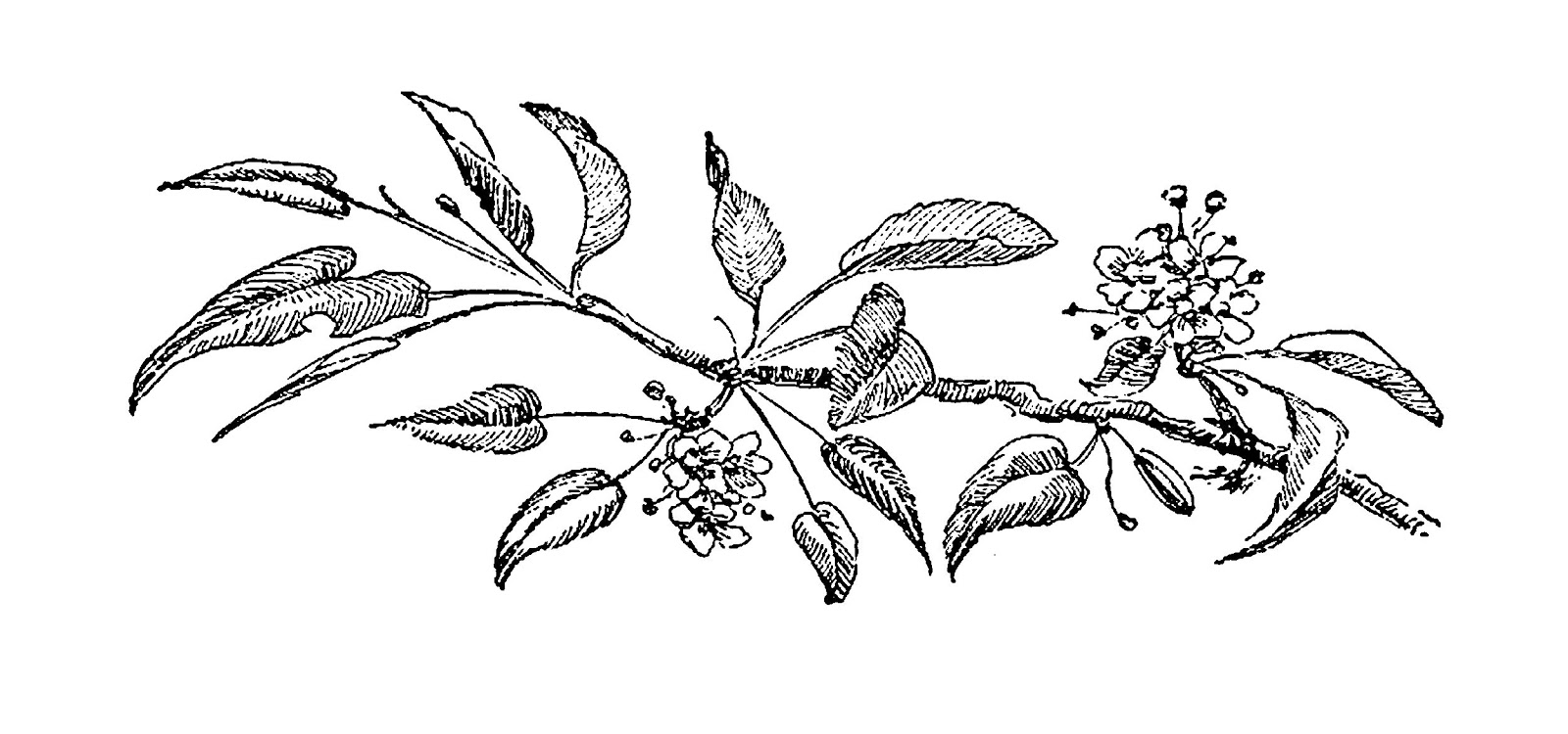 1600x750 Digital Stamp Design Flower Botanical Artwork Drawings Cherry