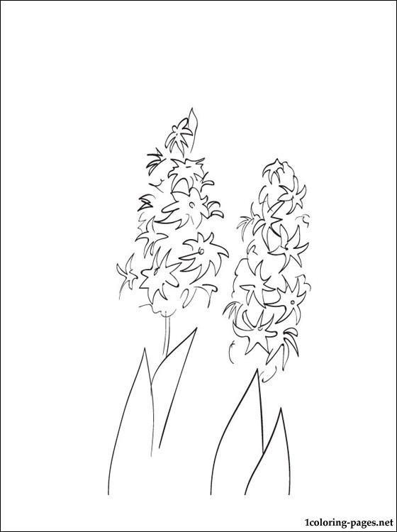 560x750 Hyacinth Printable And Coloring Page Coloring Pages