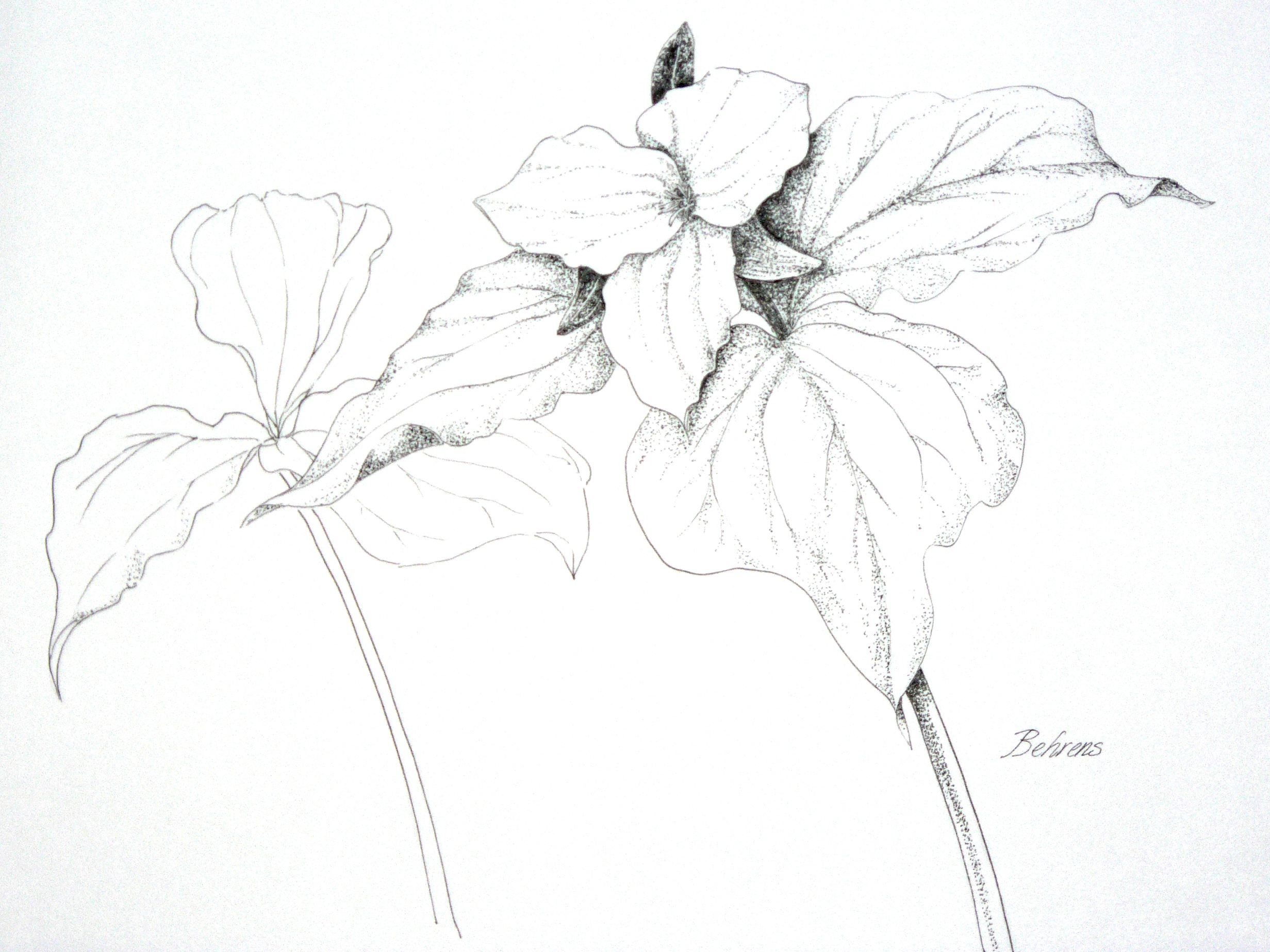 2463x1847 Pen And Ink