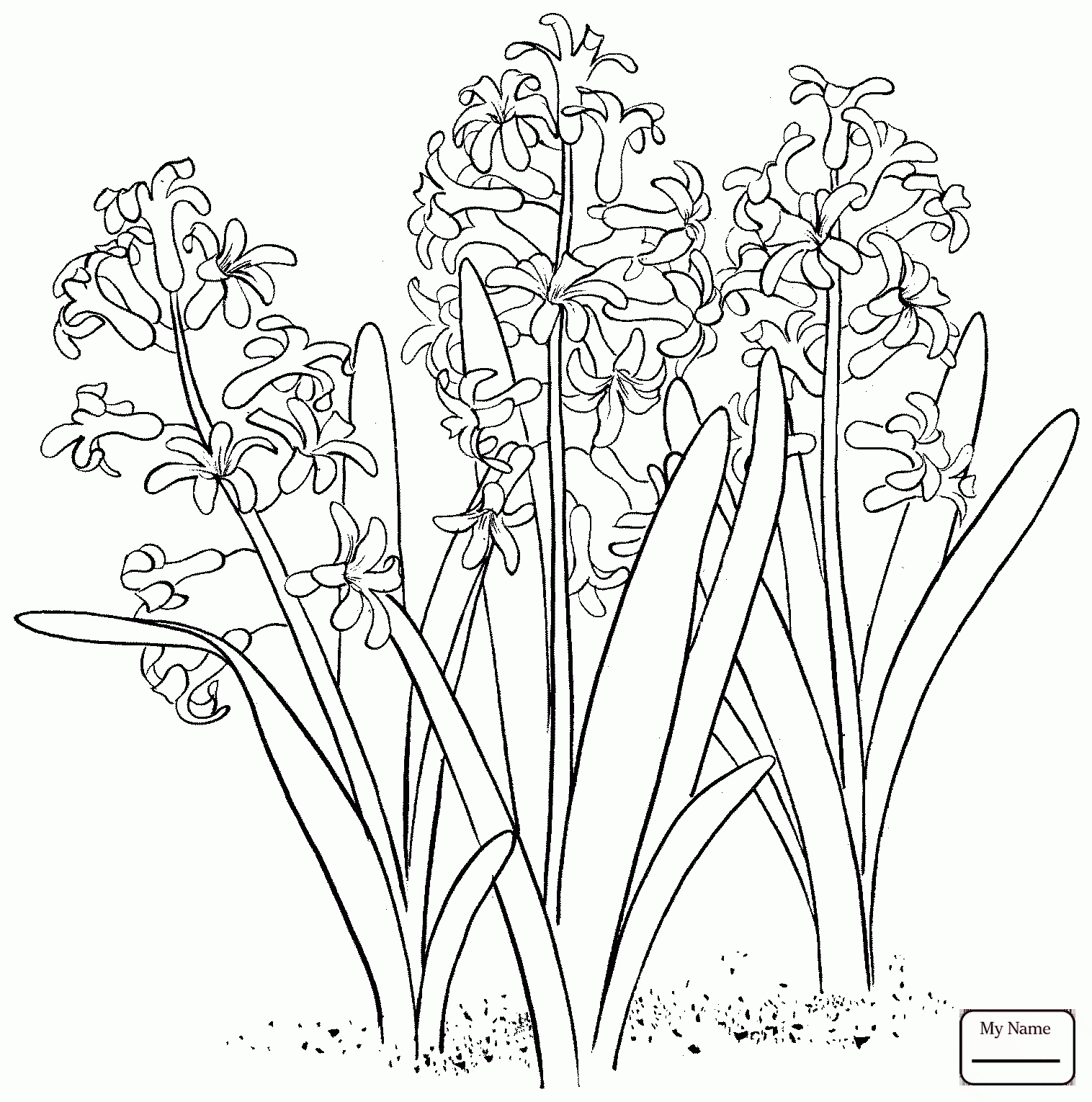 Hyacinth Drawing at GetDrawings | Free download