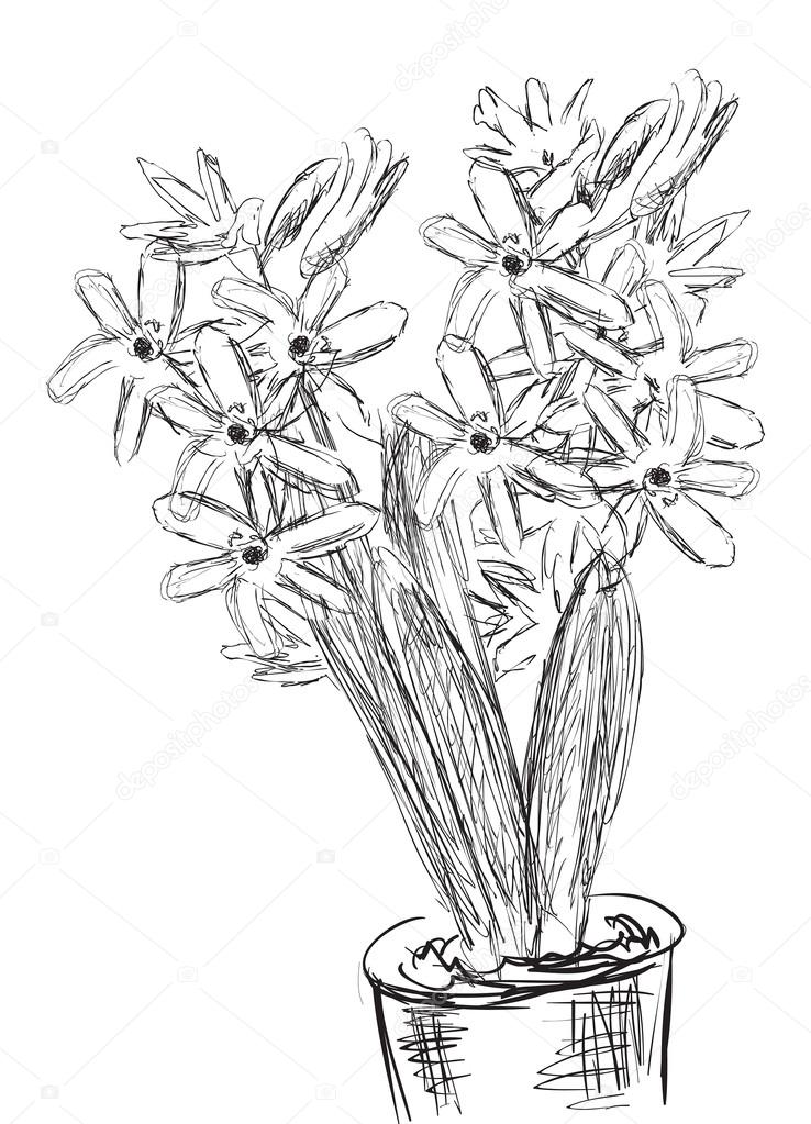 738x1023 Sketch Of Hyacinth Flowers In Pot Stock Vector Dr.pas