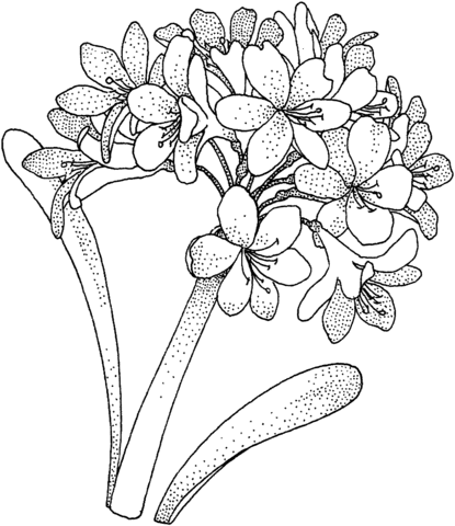 415x480 Hydrangea 1 Coloring Page Free Printable Coloring Pages