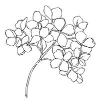 202x207 Hydrangea Flower Coloring Pages ~ The Ideas Of Coloring Page
