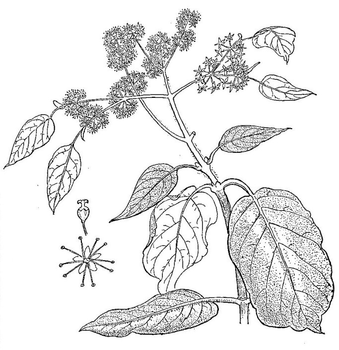 Hydrangea Drawing at GetDrawings | Free download