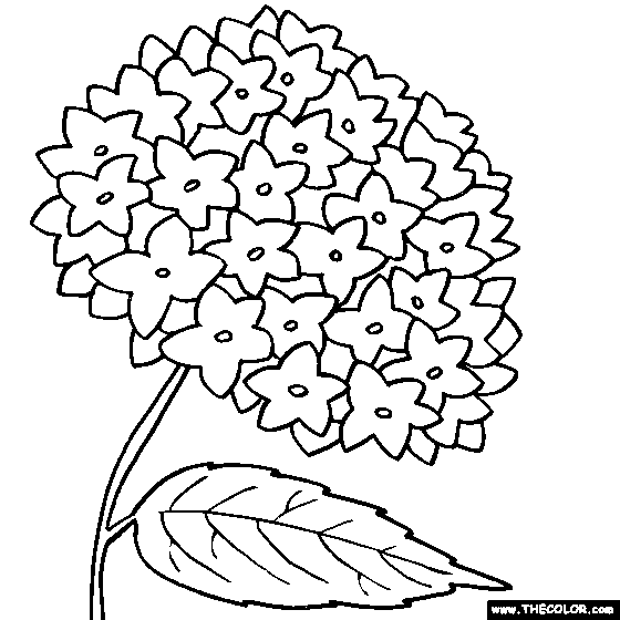 560x560 Hydrangea Flower Online Coloring Page