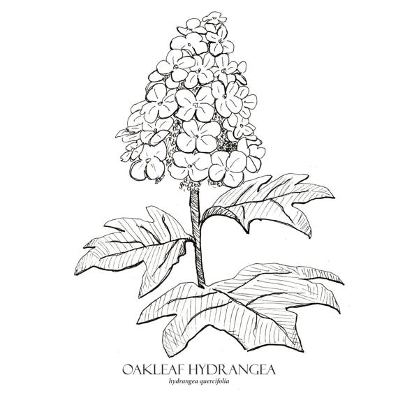 570x570 Hydrangea Print Flower Art Botanical Illustration Wall Art