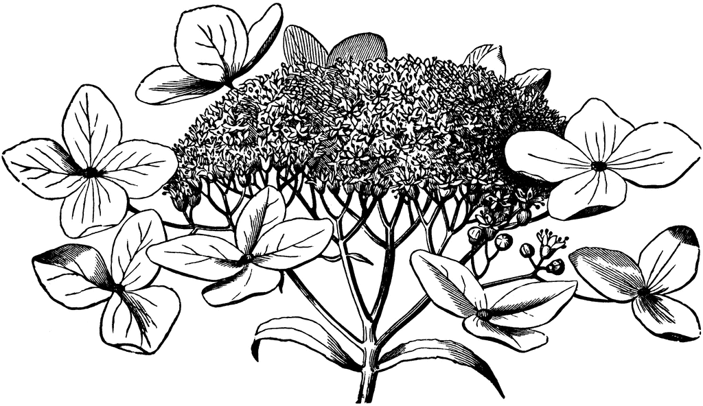 1024x592 Hydrangea Arborscens Clipart Etc