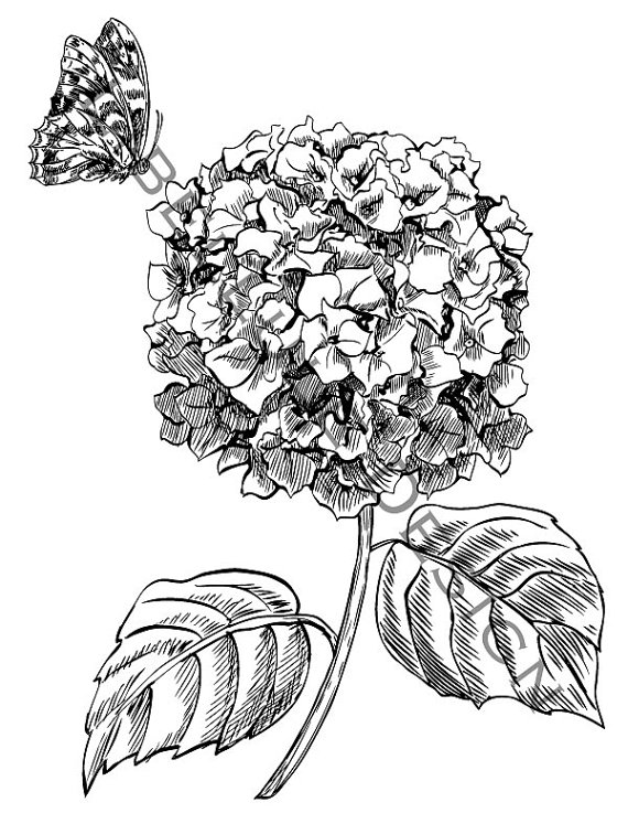 570x737 Hydrangea Clipart