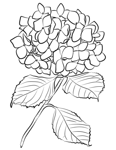 371x480 Hydrangea Coloring Page Free Printable Coloring Pages