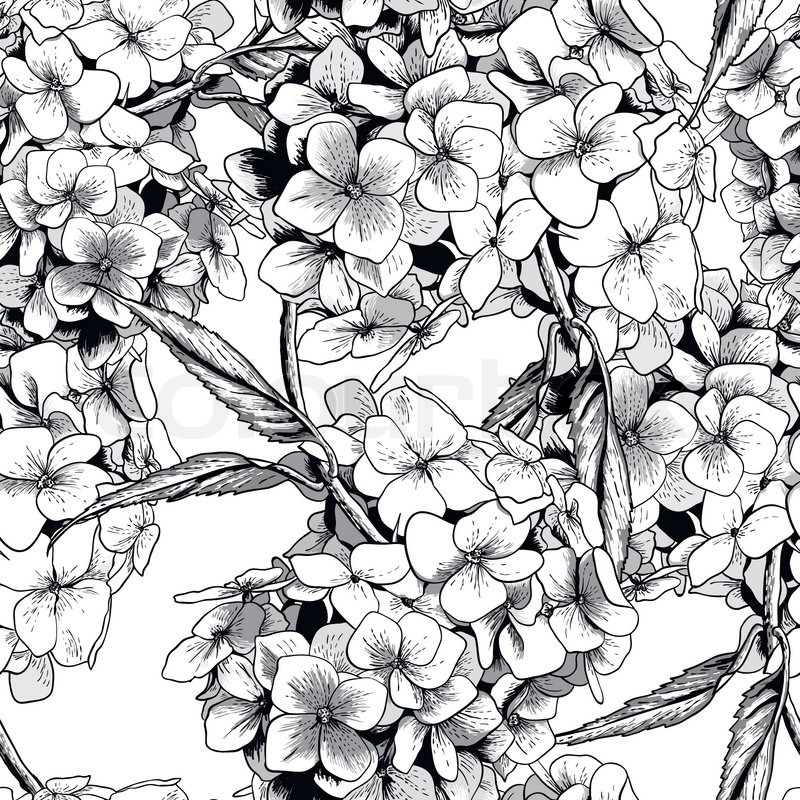 800x800 Monochrome Vintage Botanical Seamless Background With Hydrangea