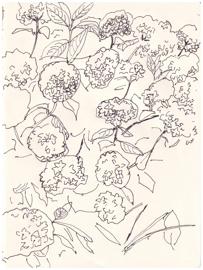 768x1024 The World's Best Photos Of Drawing And Hydrangea