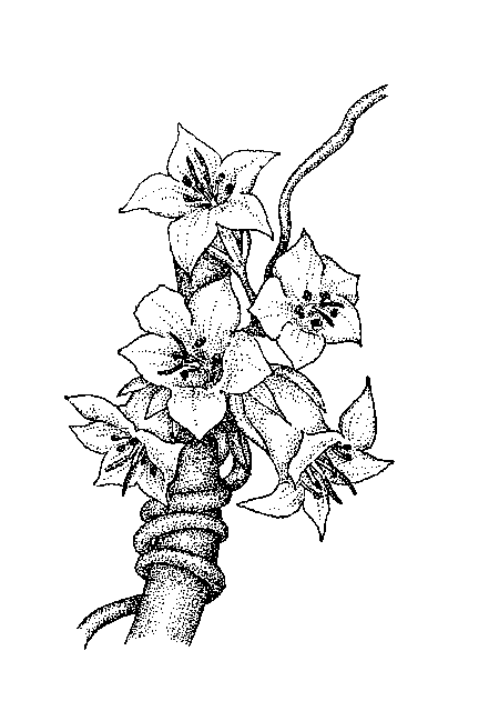 450x640 Group 9 Herbaceous Angiosperms With Superior Ovaries