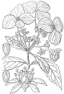 219x320 Hydrangea Clipart Etc