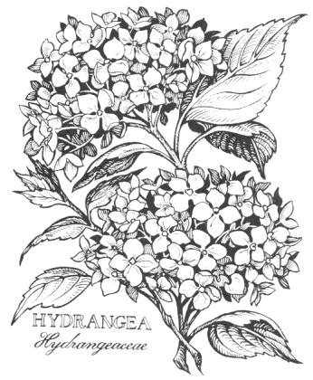 346x420 Hydrangea Drawing Ltbgthydrangea Drawing Hydrangealtgt Botanical