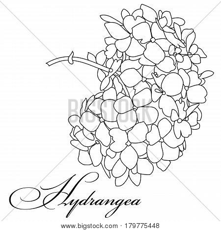 450x470 Hydrangea Images, Illustrations, Vectors