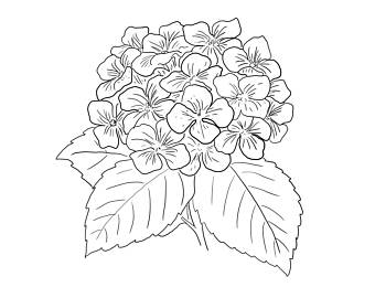 340x270 Hydrangea Print Etsy