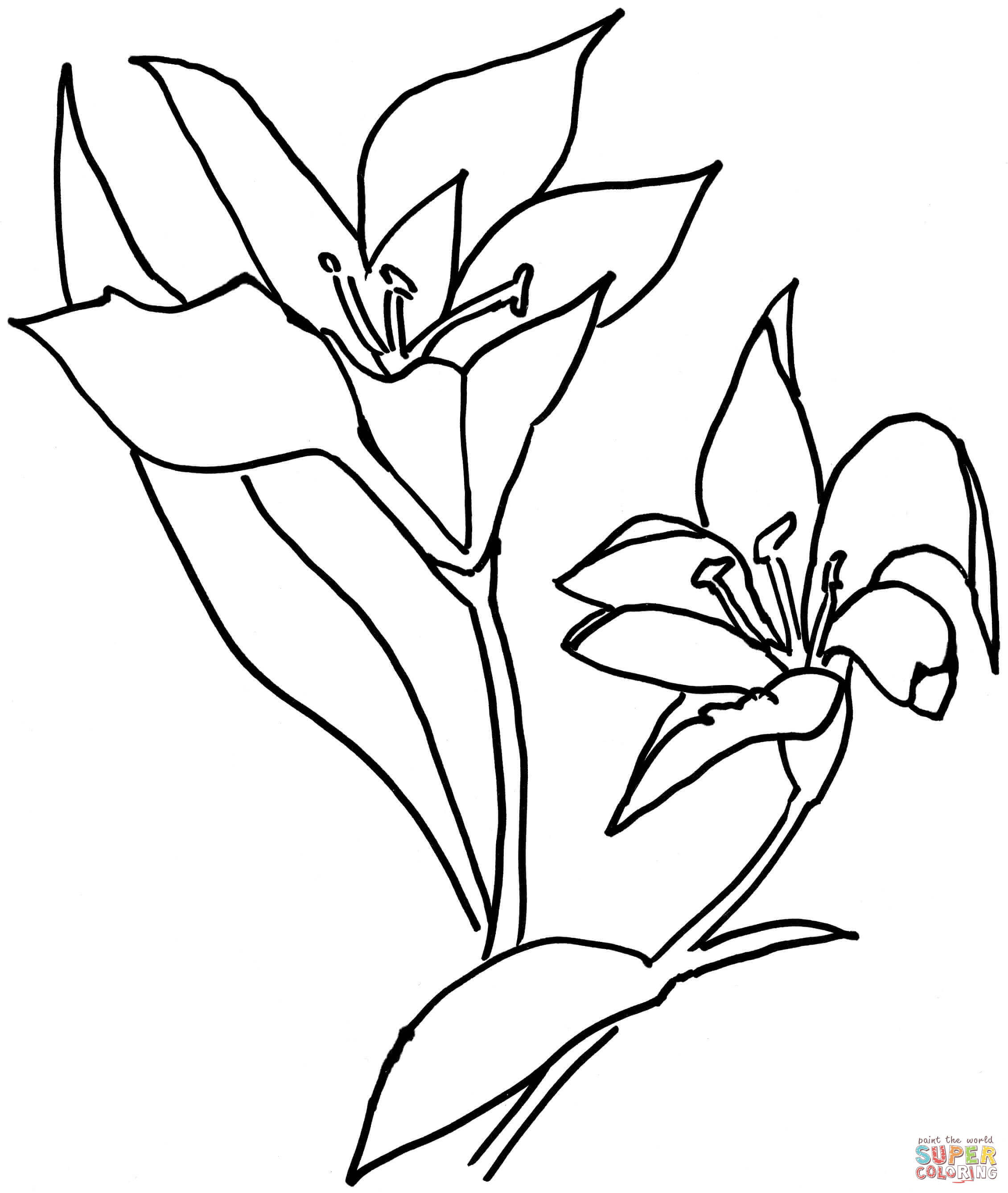 2261x2675 Oriental Lily Coloring Page Oriental Lily Clip Art