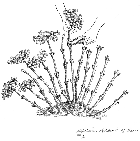 450x453 Ten Years Of Botanical Illustration Aislinn Adams