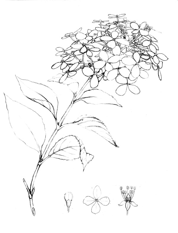 600x783 The Hanging Garden